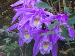 Pleione praecox