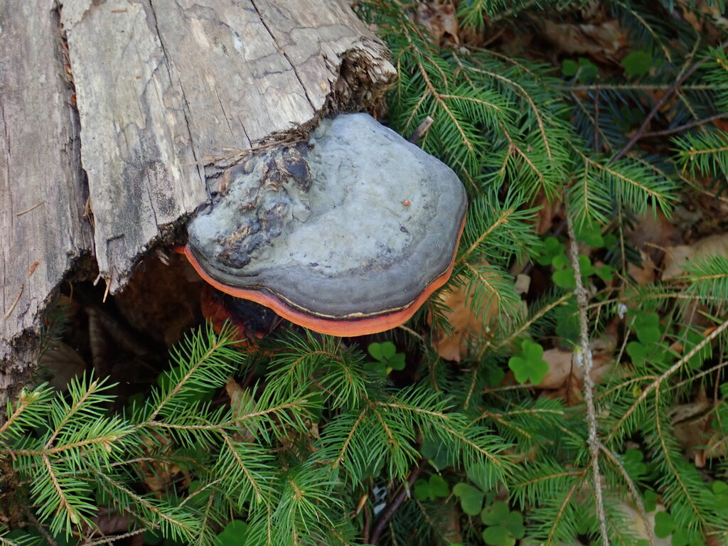 Fomitopsis pinicola · April 2026 · photo: © ch_berg (iNaturalist, cc-by)