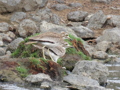 Burhinus senegalensis