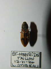 Stropenron hieroglyphica