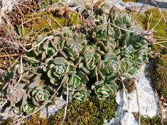 Sedum patens