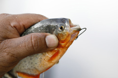 Pygocentrus nattereri