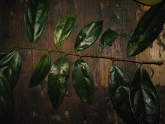 Lacistema aggregatum