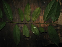 Lacistema aggregatum