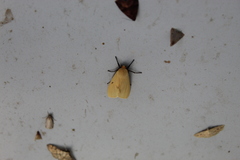 Pareuchaetes insulata