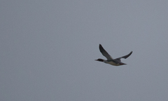 Mergus merganser merganser