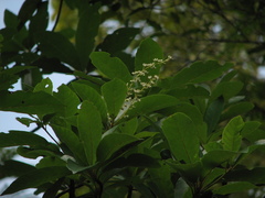 Clethra occidentalis