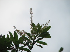 Clethra occidentalis