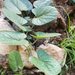 Aristolochia pubera - Photo (c) Tallia Maglione, algunos derechos reservados (CC BY-NC), uploaded by Tallia Maglione