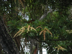 Clethra occidentalis