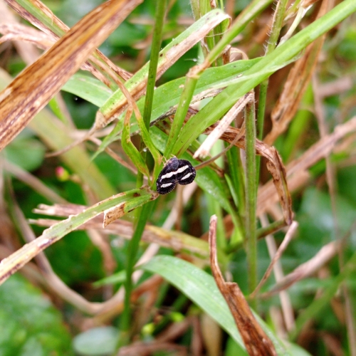 Twobanded Mulvia