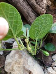 Aristolochia pubera
