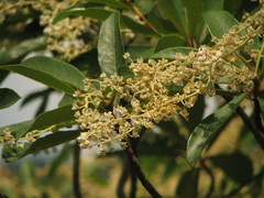 Clethra occidentalis