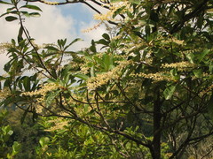 Clethra occidentalis