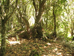 Clethra occidentalis