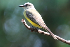 Tyrannus melancholicus