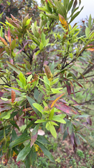 (c) alanbedfordshaw, some rights reserved (CC BY-SA) Combretum erythrophyllum, photograph (c) alanbedfordshaw, some rights reserved (CC BY-SA)