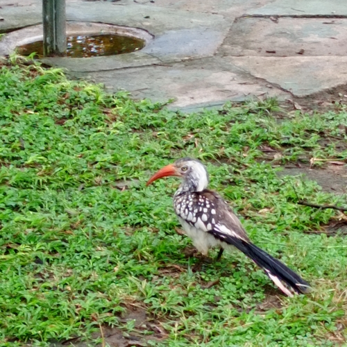 Southern Red-billed Hornbill
