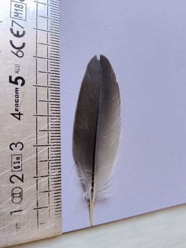 Plume de Loriot d'Europe