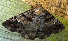 Metria amella