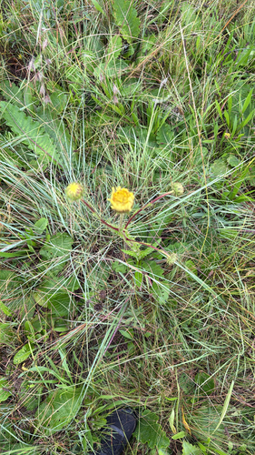 Berkheya radula, photograph 4