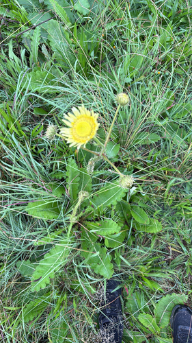 Berkheya radula, photograph 3