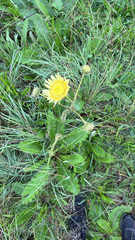 (c) alanbedfordshaw, some rights reserved (CC BY-SA) Berkheya radula, photograph (c) alanbedfordshaw, some rights reserved (CC BY-SA)