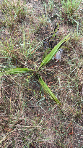 Hypoxis obtusa, photograph 3