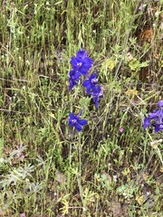Delphinium variegatum