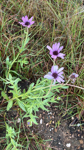 Dimorphotheca spectabilis, photograph 5