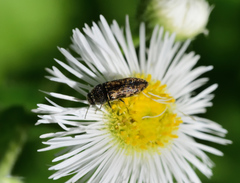 Acmaeodera neglecta neoneglecta