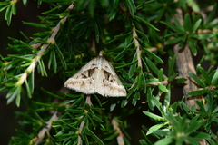 Dichromodes stilbiata