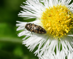 Acmaeodera neglecta neoneglecta