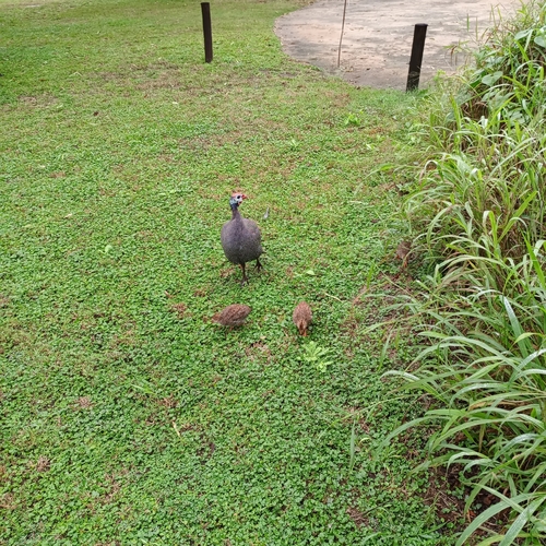 Helmeted Guineafowl