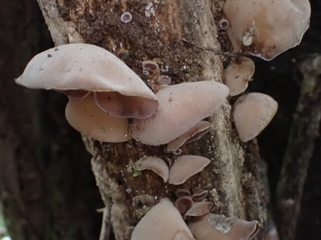 Auricularia cornea · April 2026 · photo: © naturewatchwidow (iNaturalist, cc-by)