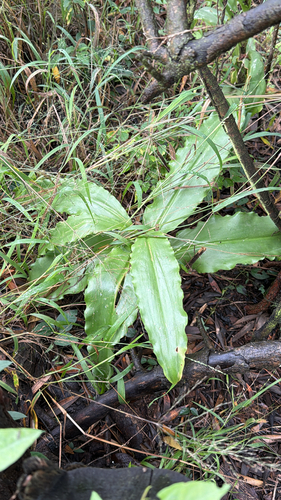 Scadoxus puniceus, photograph 3