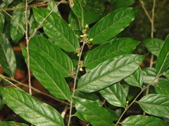 Casearia arborea