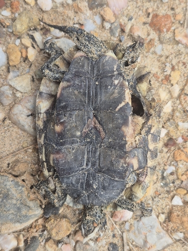 Mauremys rivulata