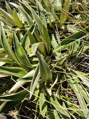 Celmisia verbascifolia, photograph (c) Irisa Hudson, some rights reserved (CC BY)
