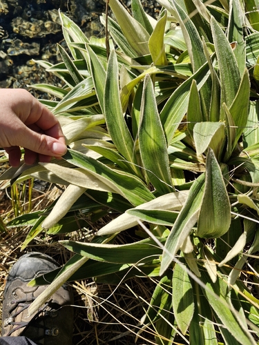 Celmisia verbascifolia, photograph 4