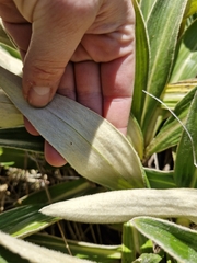 Celmisia verbascifolia, photograph (c) Irisa Hudson, some rights reserved (CC BY)