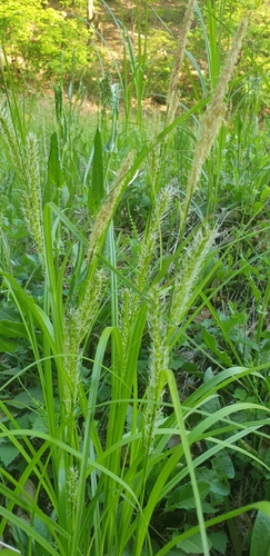 Carex miyabei iNat (1)