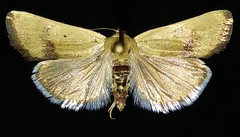 Ponometia tortricina