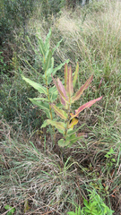 Xysmalobium undulatum