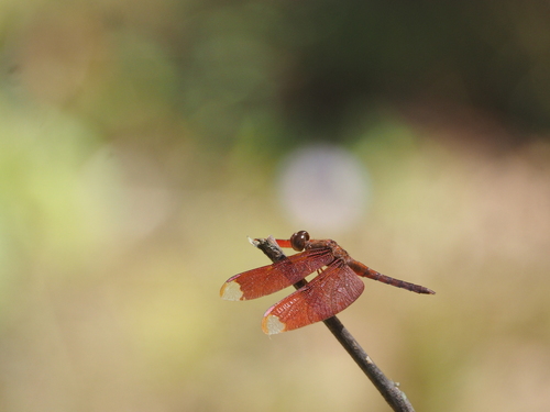 Russet Percher