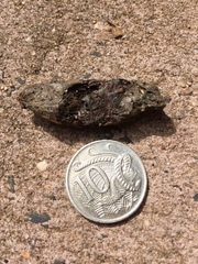 Ranoidea caerulea