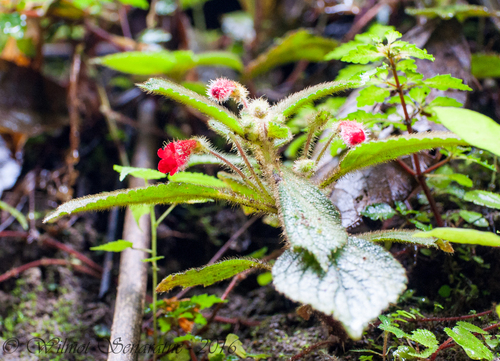 Kohleria villosa