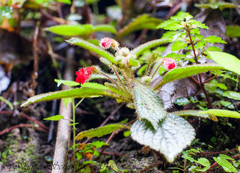 Kohleria villosa