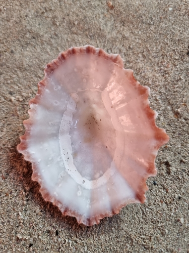 Patella tabularis, 2026-04-25