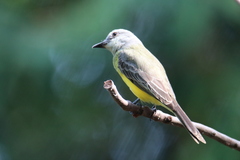 Tyrannus melancholicus